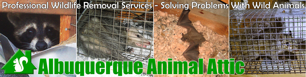 Albuquerque Animal Attic